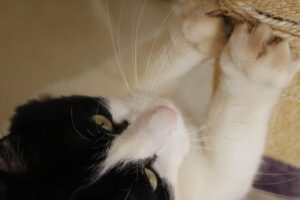 復縁したいけど諦められないあなたへ、成功のためのヒントは？